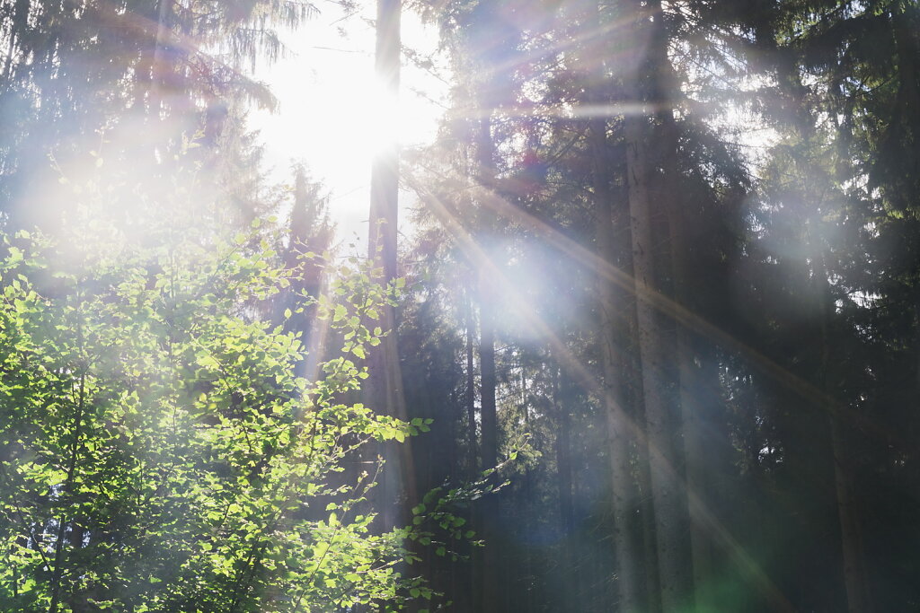 Startup Sound of the Forest